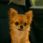 Dicas para o Transporte Seguro do Seu Pet