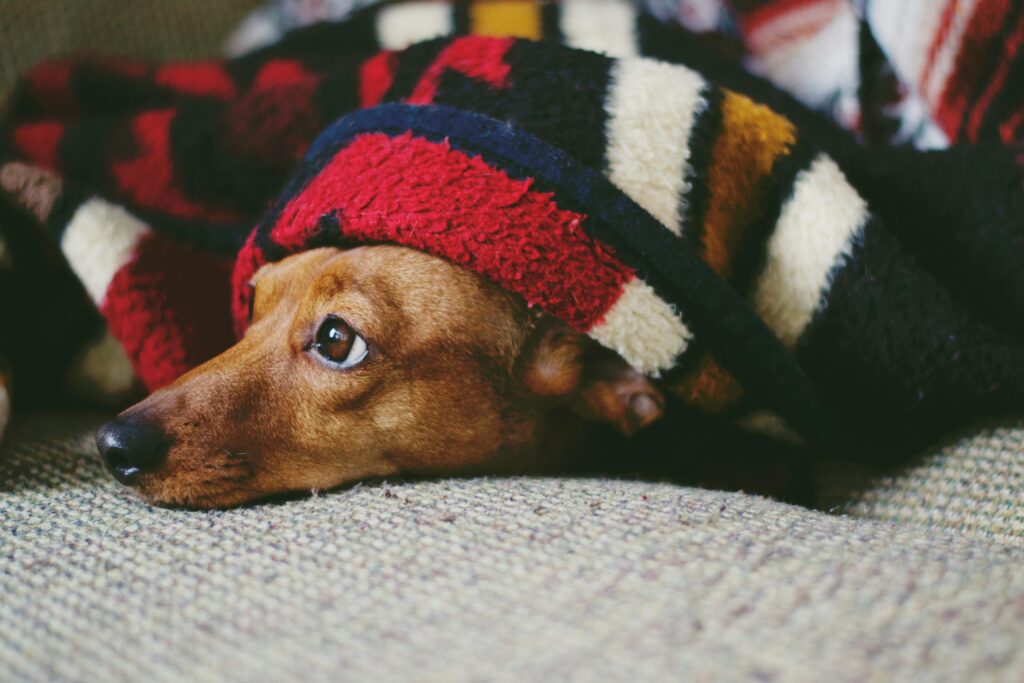 frio-pode-colocar-saúde-animal-em-risco