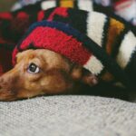 frio-pode-colocar-saúde-animal-em-risco