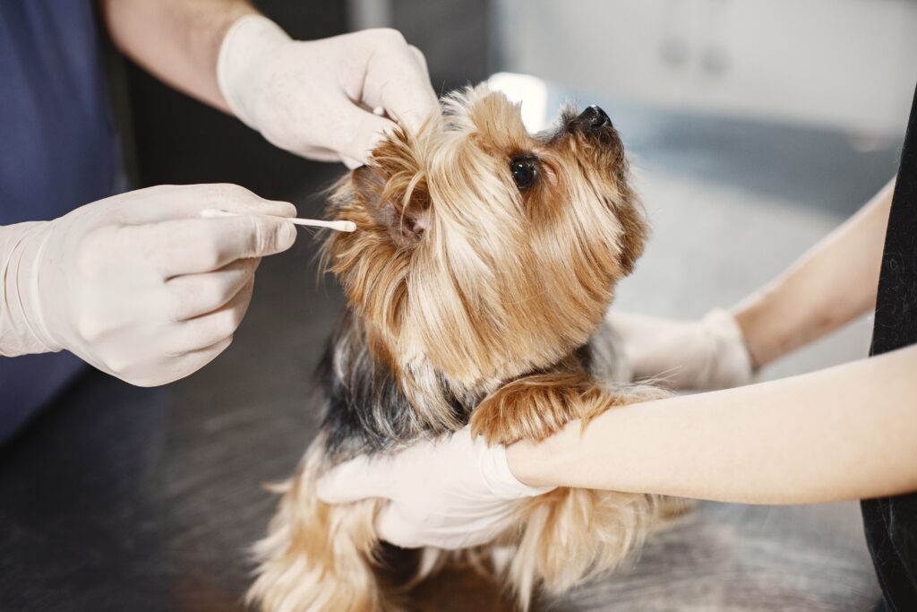 pagar-internação-veterinária