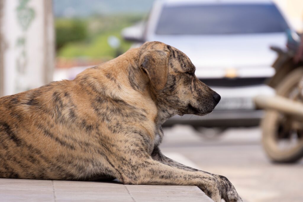 mês-do-cachorro-louco-porque-agosto
