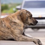 mês-do-cachorro-louco-porque-agosto